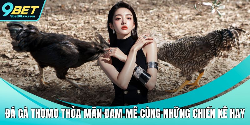 Đá gà Thomo